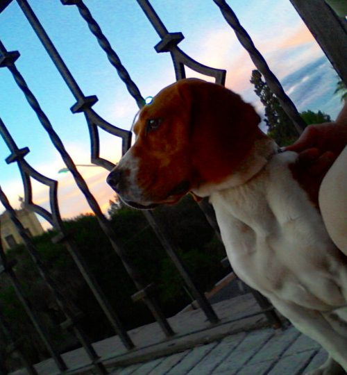 Mía